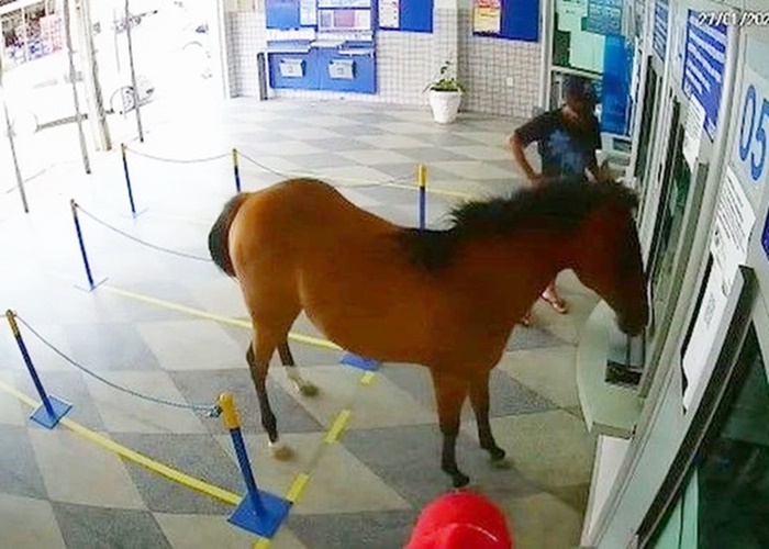 Cavalo invade lotérica, assusta clientes e vira piada na cidade de Cuité,  na PB; veja vídeo, Paraíba